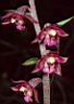Epipactis-atrorubens-w.jpg