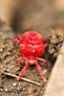 Rote-Samtmilbe-01w.jpg