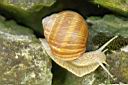 Weinbergschnecke-0012w.jpg