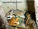 Vogelkastenmaus-2w.jpg