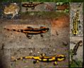 salamander-w1.jpg