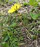 Taraxacum-lacistophyllum-An-der-Rothenacker-Spitze,-Markgroeningen-14.04.2017w.jpg