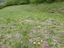 Taraxacum-lacistophyllum-An-der-Rothenacker-Spitze-Markgroeningen-14.04.2017w2.jpg