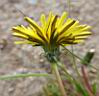 Taraxacum-rubicundum-Siegental-Markgroeningen-09.05.17w.jpg